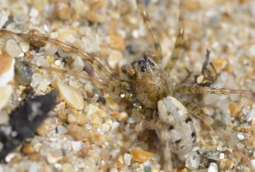 Réf. 231 136 : Arctosa perita